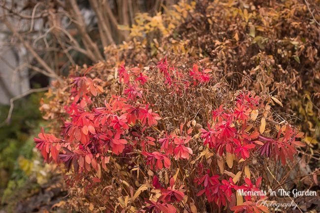 MomentsintheG's tweet photo. Looking for plants for winter interest. These are a few that stand out. #euphorbia #plantsforwinterinterest #cotoneasterberries #ornamentalgrass #dogwoodbranches #mygarden #momentsinthegardenphotography https://t.co/oBn4QrPVtP