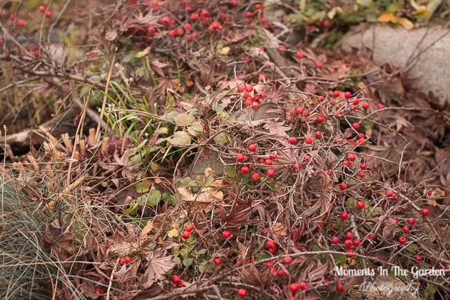 MomentsintheG's tweet photo. Looking for plants for winter interest. These are a few that stand out. #euphorbia #plantsforwinterinterest #cotoneasterberries #ornamentalgrass #dogwoodbranches #mygarden #momentsinthegardenphotography https://t.co/oBn4QrPVtP