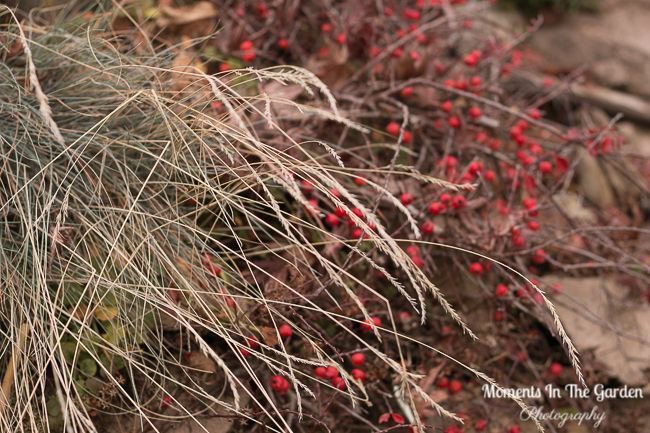 MomentsintheG's tweet photo. Looking for plants for winter interest. These are a few that stand out. #euphorbia #plantsforwinterinterest #cotoneasterberries #ornamentalgrass #dogwoodbranches #mygarden #momentsinthegardenphotography https://t.co/oBn4QrPVtP