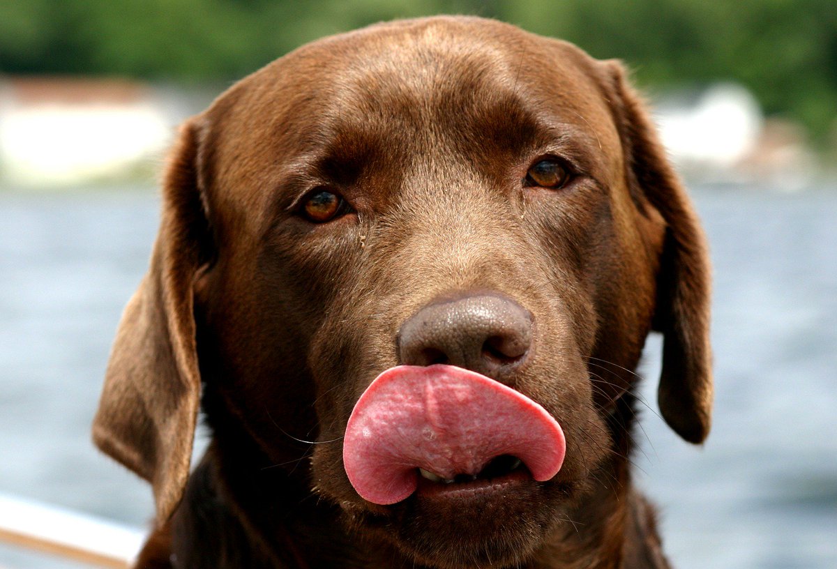 BritishVets's tweet photo. Chocolates, artificial sweeteners like Xylitol and raisins can be toxic for dogs. See our top tips on keeping #pets safe from edible hazards this #Christmas. #petadvice  https://t.co/Czm2rbc0fc https://t.co/xQk19EDGS9