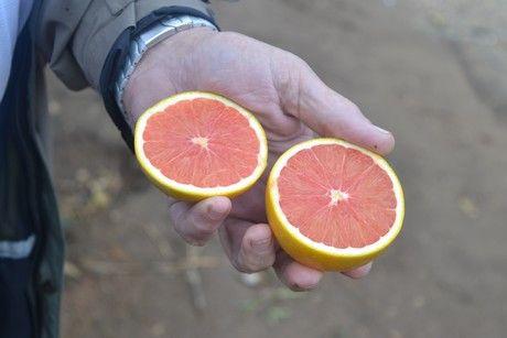 How did the #growers of what some would call "the best #mandarin in the world" deal with low production in earlier years? They used all kinds of #AgTech. Via <a href="/FreshPlaza_com/">FreshPlaza</a> buff.ly/2UNFsw6