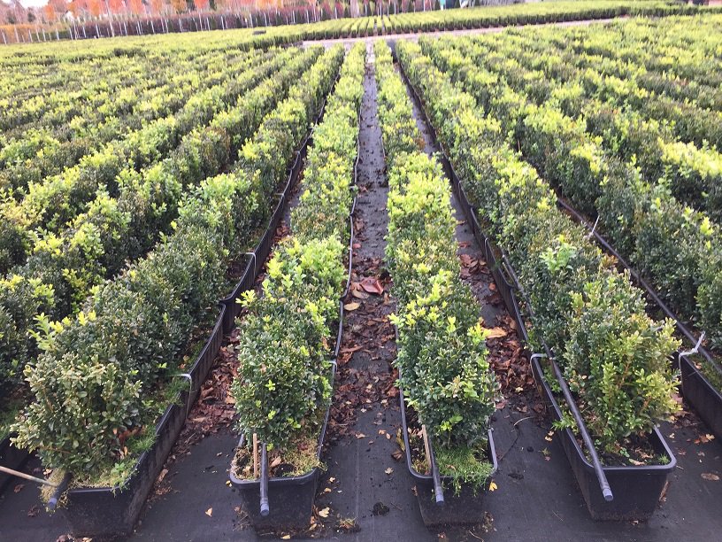 HedgeplantsC's tweet image. Buxus sempervirens - 1m ReadyHedge Trough - From £60 Delivered inc VAT #BoxHedging #BuxusHedging #BoxHedge #GardenDesign #ReadyHedge  hedgeplants.com/product/buxus-…