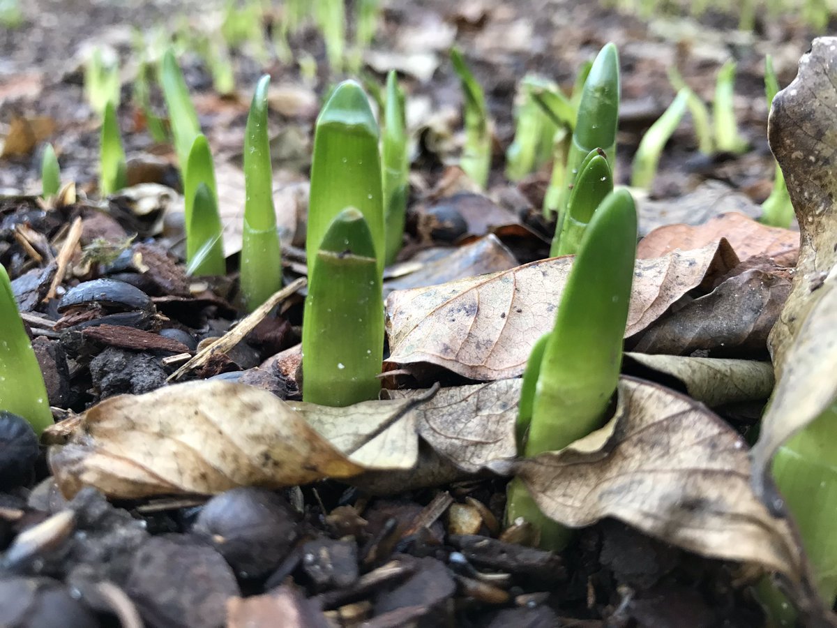 lewisginter's tweet photo. So this is happening..... #itsnotspringyet #december #gardens #rvagardentrail #daffodils #narcissus https://t.co/9jIZHzyiAy