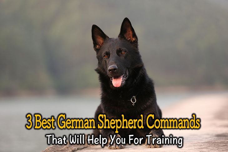 AcSakila's tweet photo. 3 Best German Shepherd Commands That Will Help You For Training https://t.co/z5m7S51dwy https://t.co/p1t6LEwuE4
