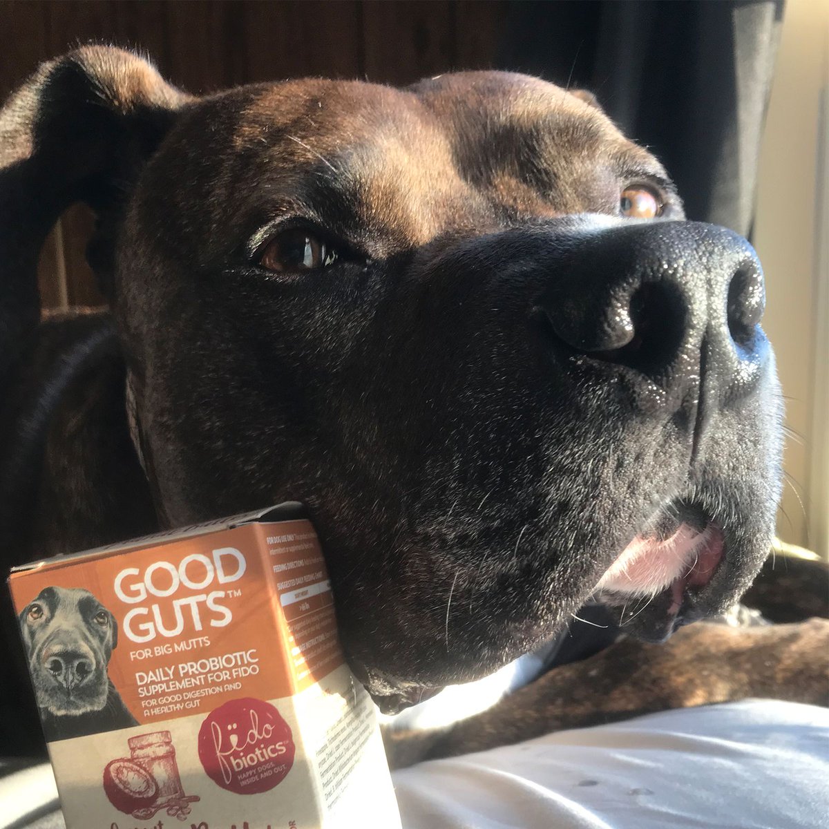 Fidobiotics's tweet photo. Meet @boomer.the.pitbull He's one of our favorite doggo customers! You just can't beat that majestic gaze

#probiotics #fidobiotics #dogsofinstagram #dogsofig #dogsofinsta #tailwagtuesday #boxersofinstagram #pitbullsofinstagram https://t.co/k2en36Q1yr