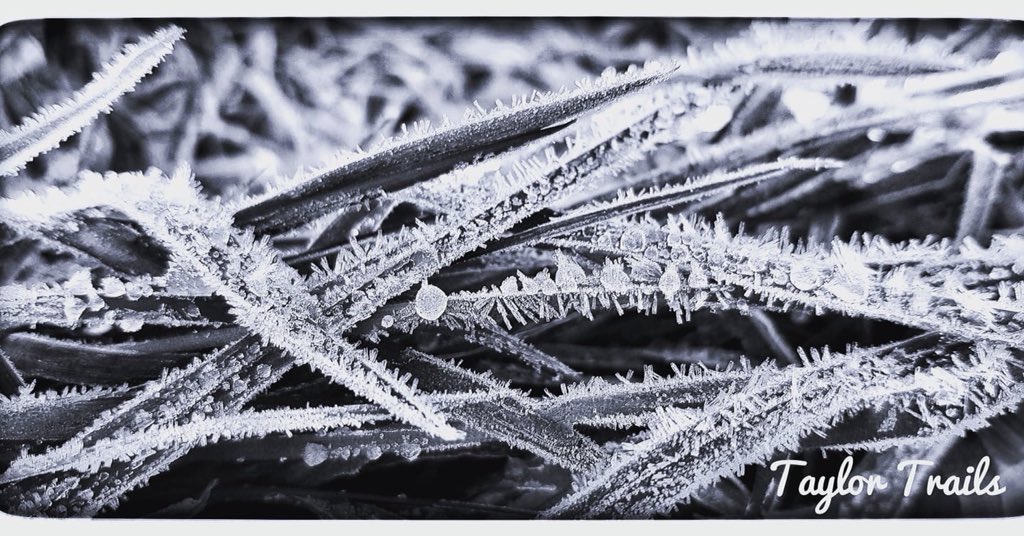 TrailsTaylor's tweet photo. Frosty morning...!
#cold #winter #ice #scotland #highlands #nikonb500 #grass #frozen #frost #earlymorning x https://t.co/TsTWxPQKLW