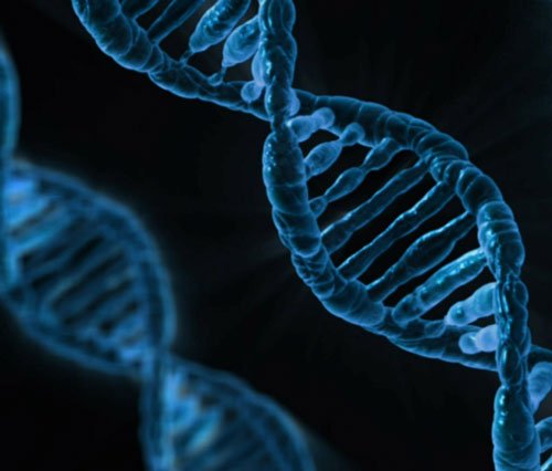 Researchers report biparental inheritance of mitochondrial #DNA in 17 members of three unrelated multigeneration #families, paving the way for insights into alternative mechanisms for the treatment of inherited mitochondrial #diseases. Read more: ow.ly/uH2Q30n25O3 #mtDNA