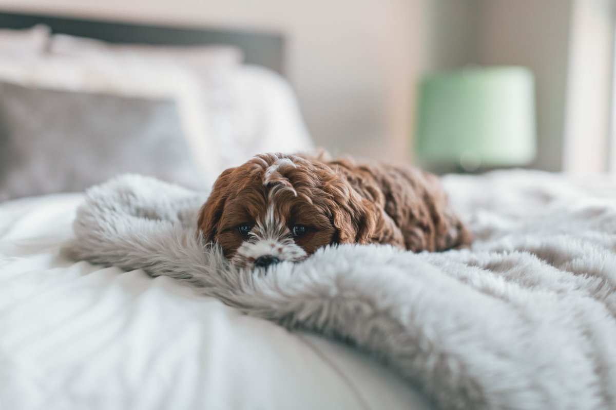 meetalec's tweet photo. Make sure to rest up before the new year, we are! While you're are at it, check out our latest blog post on how to make the most of the break. We'll be back in January with more posts. Happy holidays and happy New Year! https://t.co/xchvry4B7K https://t.co/mpE8vJSxBl