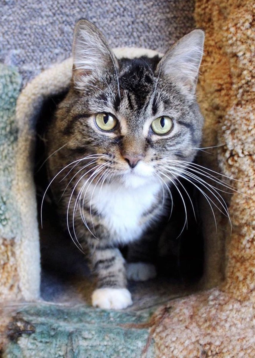 ToledoHumaneSociety tweet media