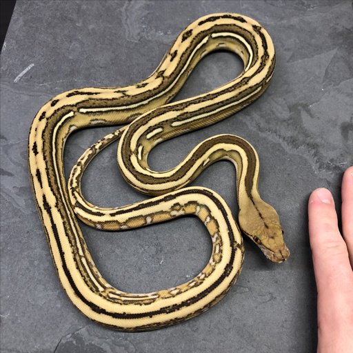 Super Tiger Python