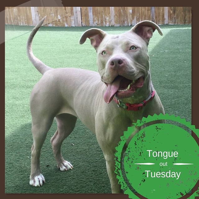 kNine2Five's tweet photo. Layla can't control her licker!🐾 #knine2five #dogsofinstagram #doggydaycare #doggrooming #tarponsprings #dogsoftampabay #dogsofflorida #dogboarding #dogsrule #happydogs #floridadogs #tarponspringsfl #puppers #doggos #allnatural #whorescuedwho #adoptd… https://t.co/2NsHKb4NNf https://t.co/ElLqDoQ2yd