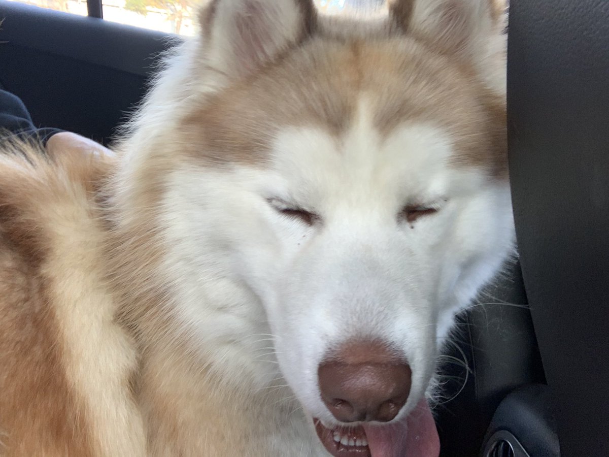 LynnORourke's tweet photo. Help!!!! Pls share this dog who I found running up Lincoln in Venice this am around 7am. She is beautiful but has no tag or chip. Pls pls share and get her home!! https://t.co/GmEVtD9LS1