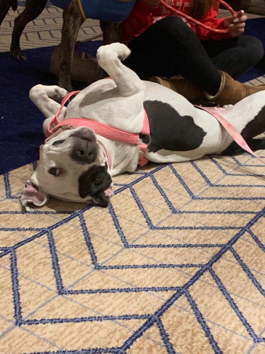 SheratonChicago's tweet photo. Had such a great time on Friday at Yappy Hour! Thank you to @petgotchaday and @forgetmenotrescue.  Meet Ada and Hickory such wonderful playful dogs.
Ada loves her belly rubs and Hickory is very well behaved while waiting for his treat https://t.co/9J811dl9e9