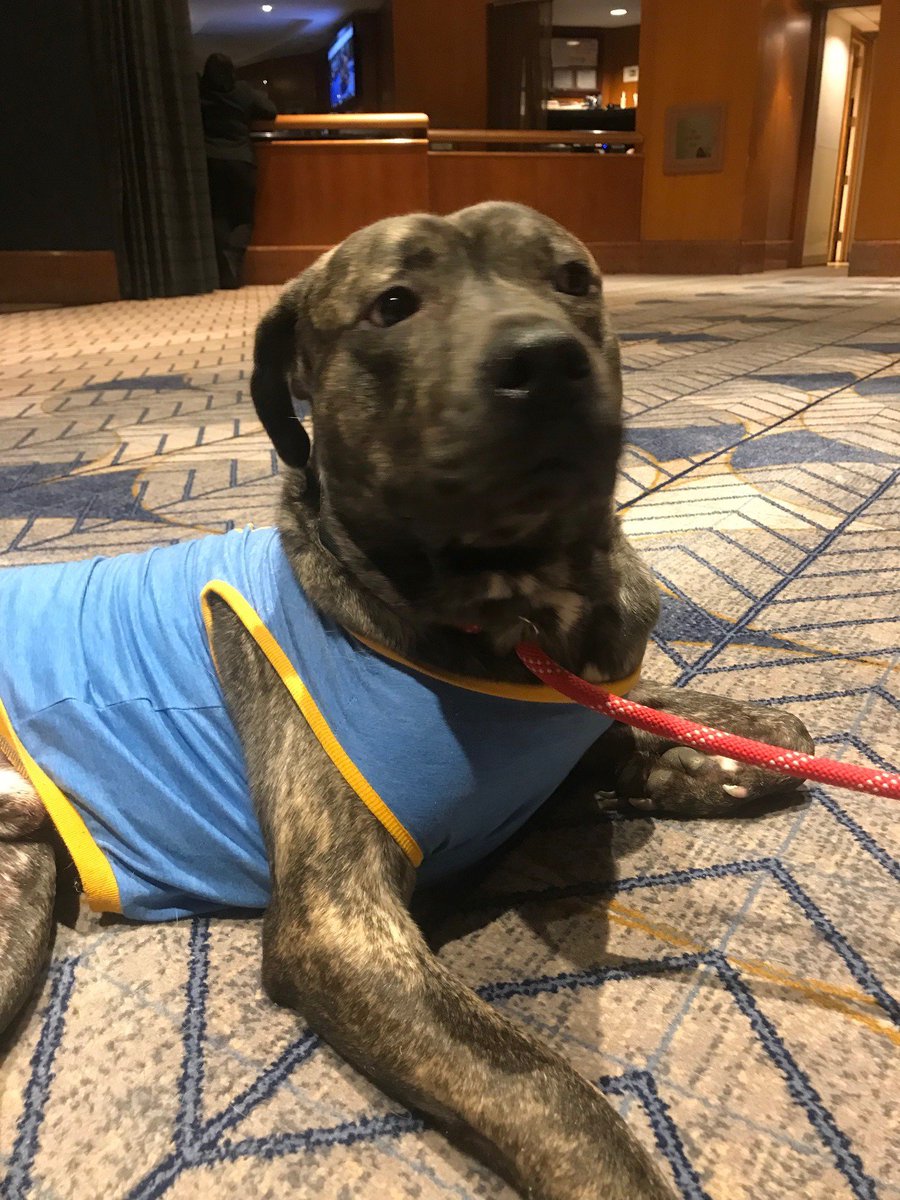 Had such a great time on Friday at Yappy Hour! Thank you to <a href="/petgotchaday/">Pet Gotcha Day!</a> and @forgetmenotrescue.  Meet Ada and Hickory such wonderful playful dogs.
Ada loves her belly rubs and Hickory is very well behaved while waiting for his treat