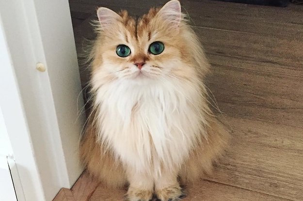PostmanMeow's tweet image. Whoa... I think i know what i need now... Anyone know what cat breed this is? Adorable and beautiful! #cats #CatsOfTwitter #catsareawesome