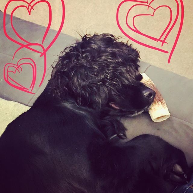 MulvaneyShona's tweet photo. Finby ... my favourite being! 😍🐾
Doggos are the best! 🎄💥✨
.
.
.
#dogsarethebest #instaspaniel #workingcocker #cockerdream #happinessis #cockerspaniel #slugpuppy #everydayislikechristmas https://t.co/ZyGt0SdPRr https://t.co/powAVaoUB8