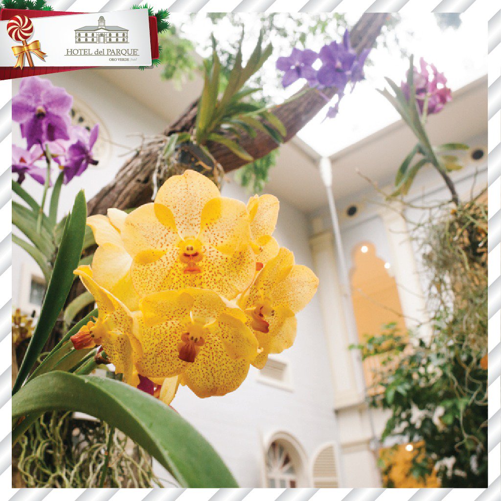 Esta navidad siéntete encantado en tu estadía disfrutando nuestro orquideario interno. Un espacio exclusivo del hotel con lo mejor de la flora ecuatoriana para un momento pacífico y relajante. #Luxury #Travel #Experience #Lifestyle