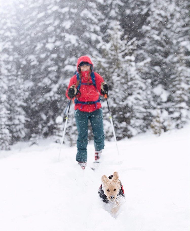 ruffwear's tweet photo. Let’s gooooooo. 
#MyDogIsMy #PowderChaser
Photo: @alska_wild https://t.co/spK9bFKXOj