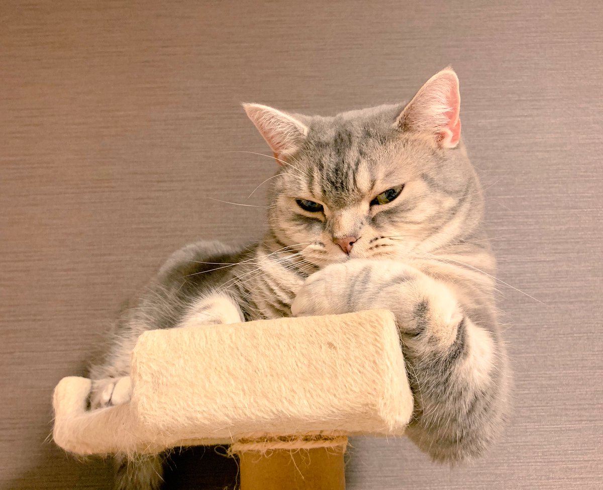 omogajitan's tweet photo. #貫禄 w
#がじまる
#gajimaru
#がじさん
#cat https://t.co/8NHIr57JbN