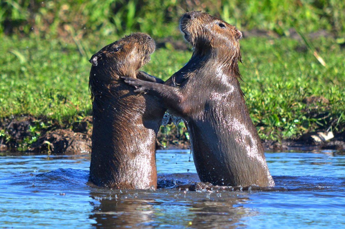 ☺️El 5 de diciembre el Congreso de la Nación Argentina aprobó la creación del Parque Nacional Iberá. ➡️Mariano Masariche, director de la revista <a href="/AvesArgentinas/">Aves Argentinas</a> hace un recorrido por la historia de los Esteros del Iberá desde una mirada personal. bit.ly/2UWWHLB