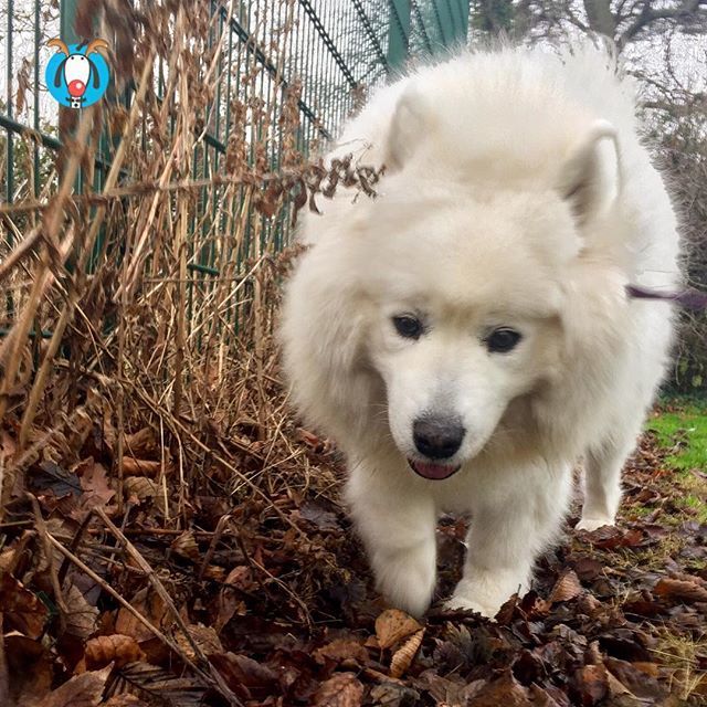olliespetcare's tweet photo. Hello Polo! 🐶🐾🍂 Loving winter walks! ❄️⛄️
.
#samoyed #samoyedsofig #irishdogs #winterwalks #dublin #dublindogs #opcdogwalks #christmas #opcpolo #dogs #olliespetcare https://t.co/i2eNF5DGGq