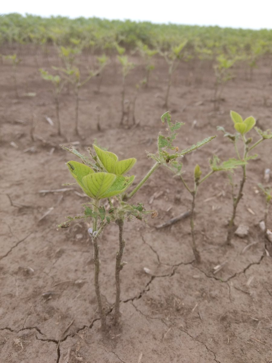 pfernandezpoeta's tweet photo. Megascelis en Montes de Oca, Santa Fé. Con #Sunato la foto sería otra. #BayerSeedGrowth https://t.co/QX5eaxK5TP