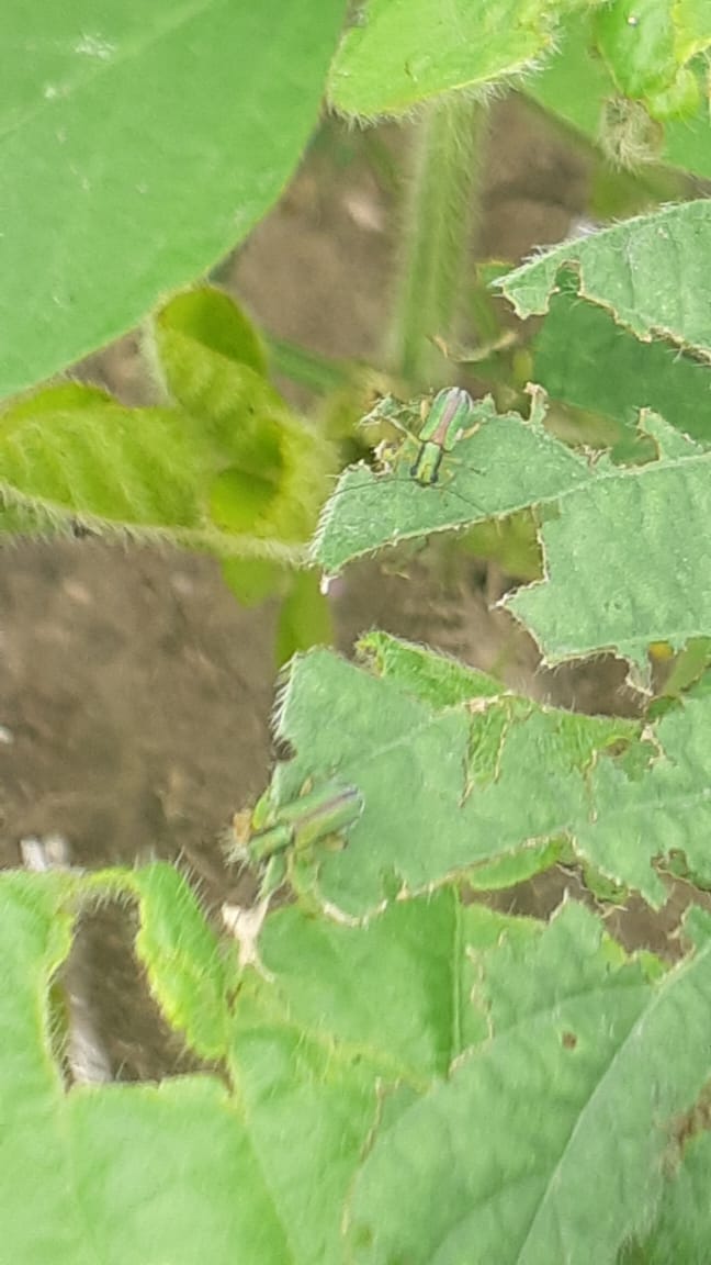 pfernandezpoeta's tweet photo. Megascelis en Montes de Oca, Santa Fé. Con #Sunato la foto sería otra. #BayerSeedGrowth https://t.co/QX5eaxK5TP