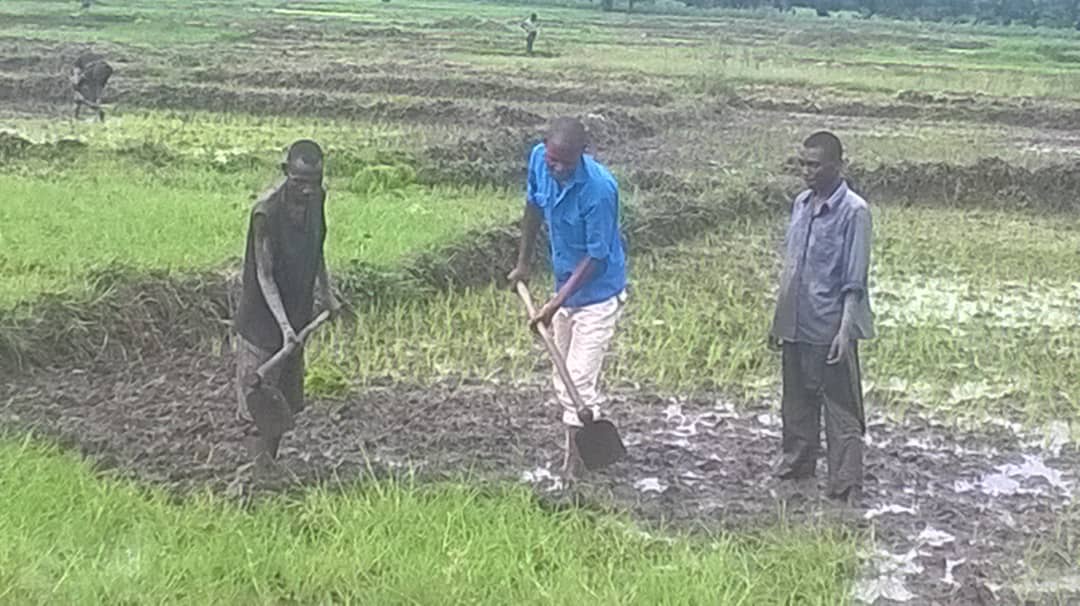 AJDDIBURUNDI2's tweet photo. #BURUNDIYOUTH, are plowing and cultivating, planting rice at #Mutimbuzi commune #Rugombo for the season A @GraysonDolan @DrIngabire @miniminter @DrIngabire @JeanVyamungu @US_Emb_Burundi @RepTedDeutch @BelgiumUNGeneva @EU_Commission @pnkurunziza @ButoreJ https://t.co/hwSGJbh8S7