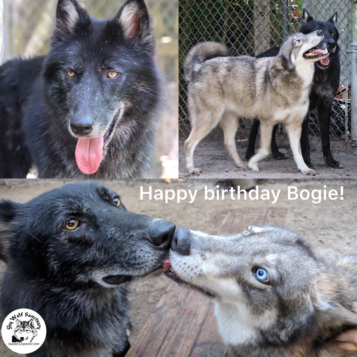 Shy Wolf Sanctuary On Twitter Wish Our Wolfdog Bogie A Happy