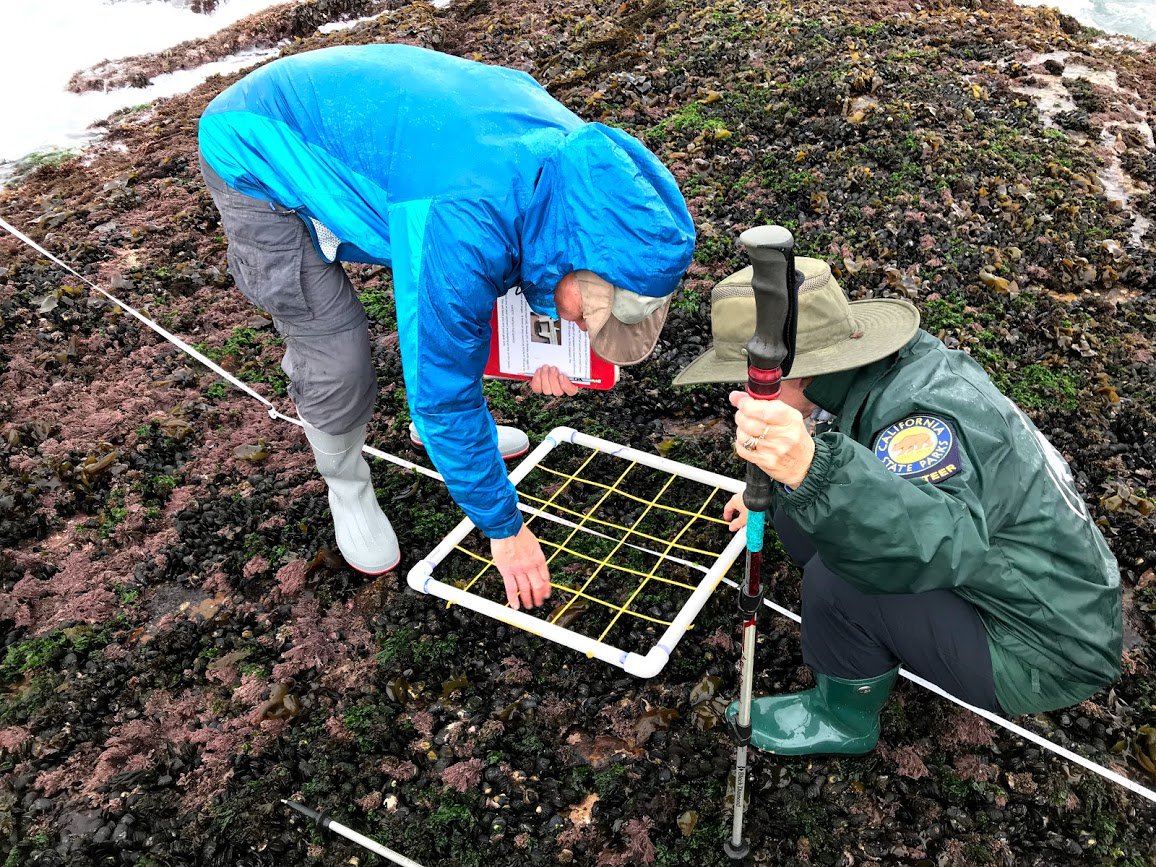 limpetsnews's tweet image. Volunteer docents have been monitoring at our Point Lobos site since 2015. They monitor this site twice a year in the spring and fall rain or shine. We are so lucky to have such dedicated volunteers who contribute their time and valuable data to #LiMPETS.  #communityscience