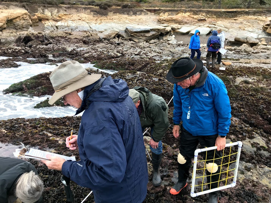 limpetsnews's tweet image. Volunteer docents have been monitoring at our Point Lobos site since 2015. They monitor this site twice a year in the spring and fall rain or shine. We are so lucky to have such dedicated volunteers who contribute their time and valuable data to #LiMPETS.  #communityscience