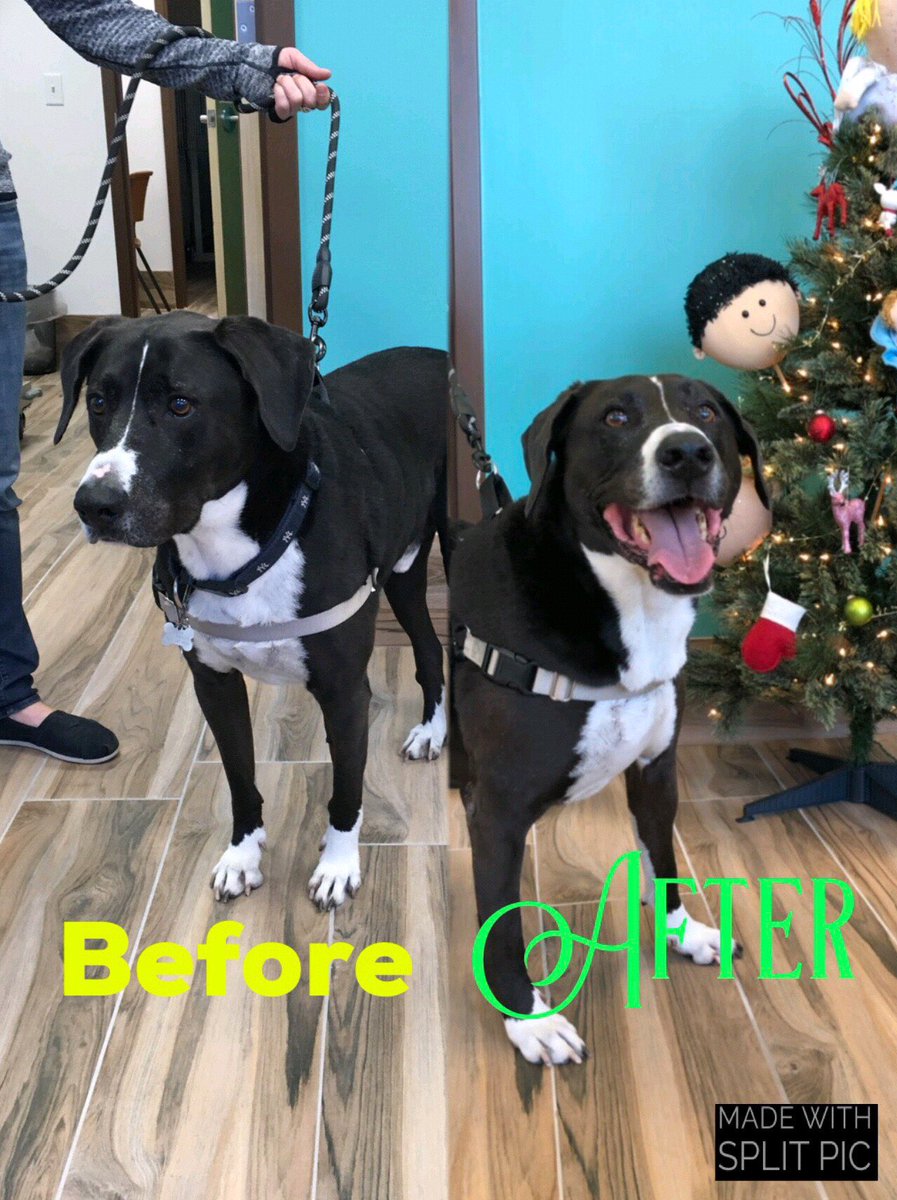 WPAHVet's tweet photo. Handsome Jeter stopped in recenty when he wasn’t feeling well. Last week, he stopped by again and is feeling much better now!! If your pet isn’t feeling well either, call for an appointment right away (407) 554-3422
#wintergarden #windermere #dogsoforlando #ocoee #clermontflorida https://t.co/hYkREmcnrD