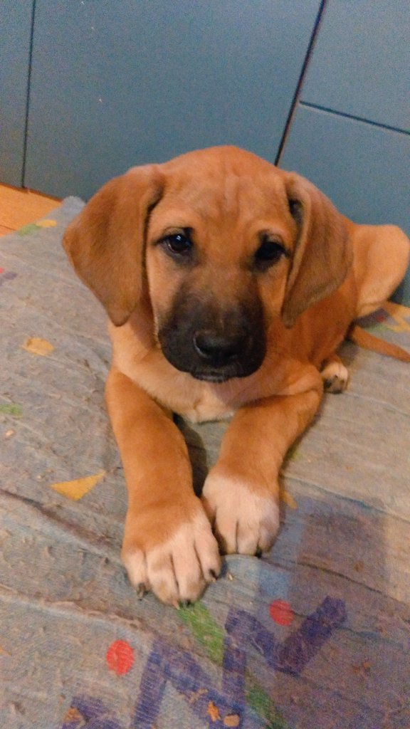 ypy_s's tweet photo. Os voy a purificar la TL con fotitos de mi nueva perrita 💚 https://t.co/UaQls85S7p