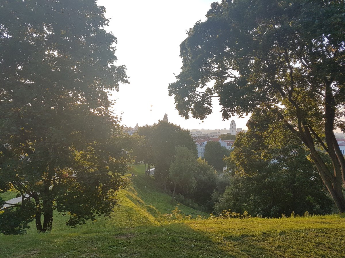 Confused about which trees you can pollard? Find out more in our latest blog post!

pjchaffin.com/news/can-i-pol…