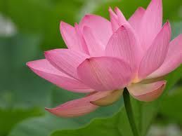 RecoveryFusion's tweet photo. https://t.co/y27qCzW6cu: Self-Compassion Helps You Meet Life's Challenges https://t.co/B2hl78MSRj