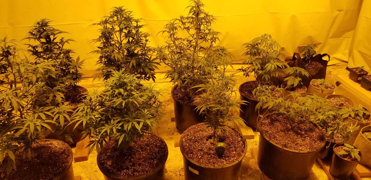 DirtOrganics's tweet photo. All the babies looking good a perky this morning! #marijuanaindustry #Marijuana #marijuananews #420life #oklahoma https://t.co/b5I6hQhDeH