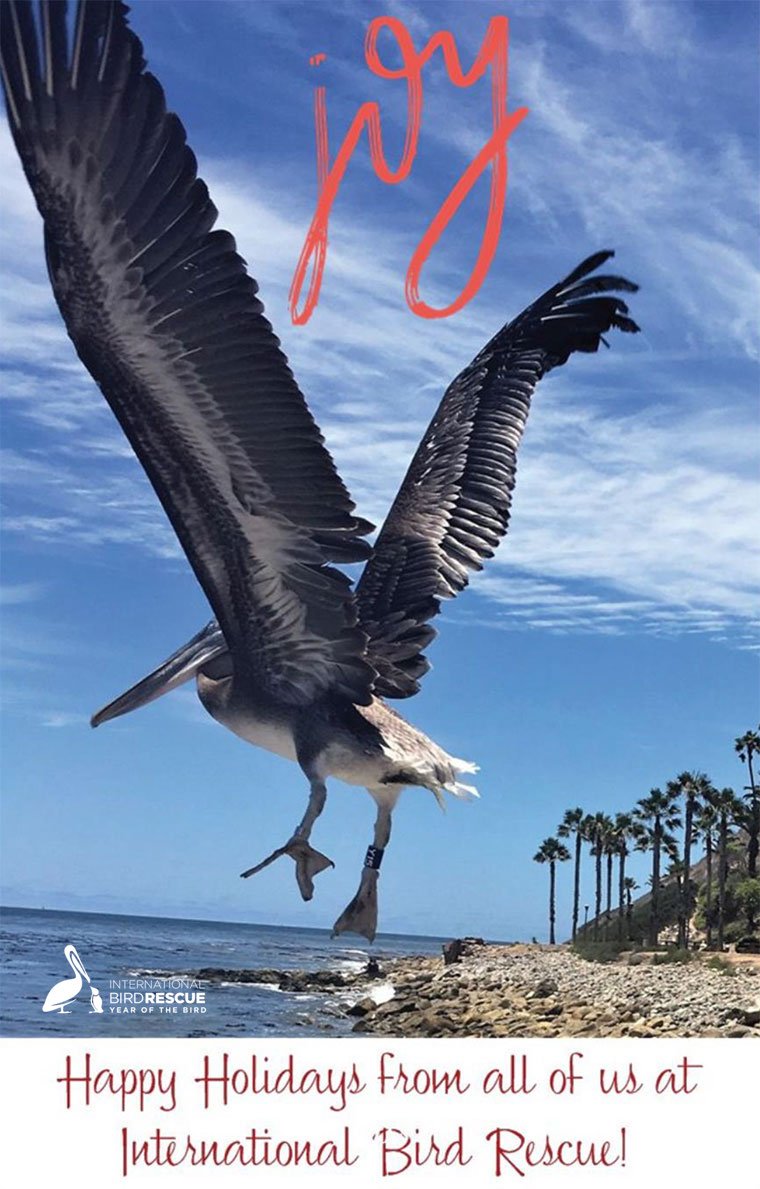 IntBirdRescue's tweet image. We couldn't do this without YOU. Thanks for your Twitter love and 2018 support of our Bird Rescue efforts!

bird-rescue.org