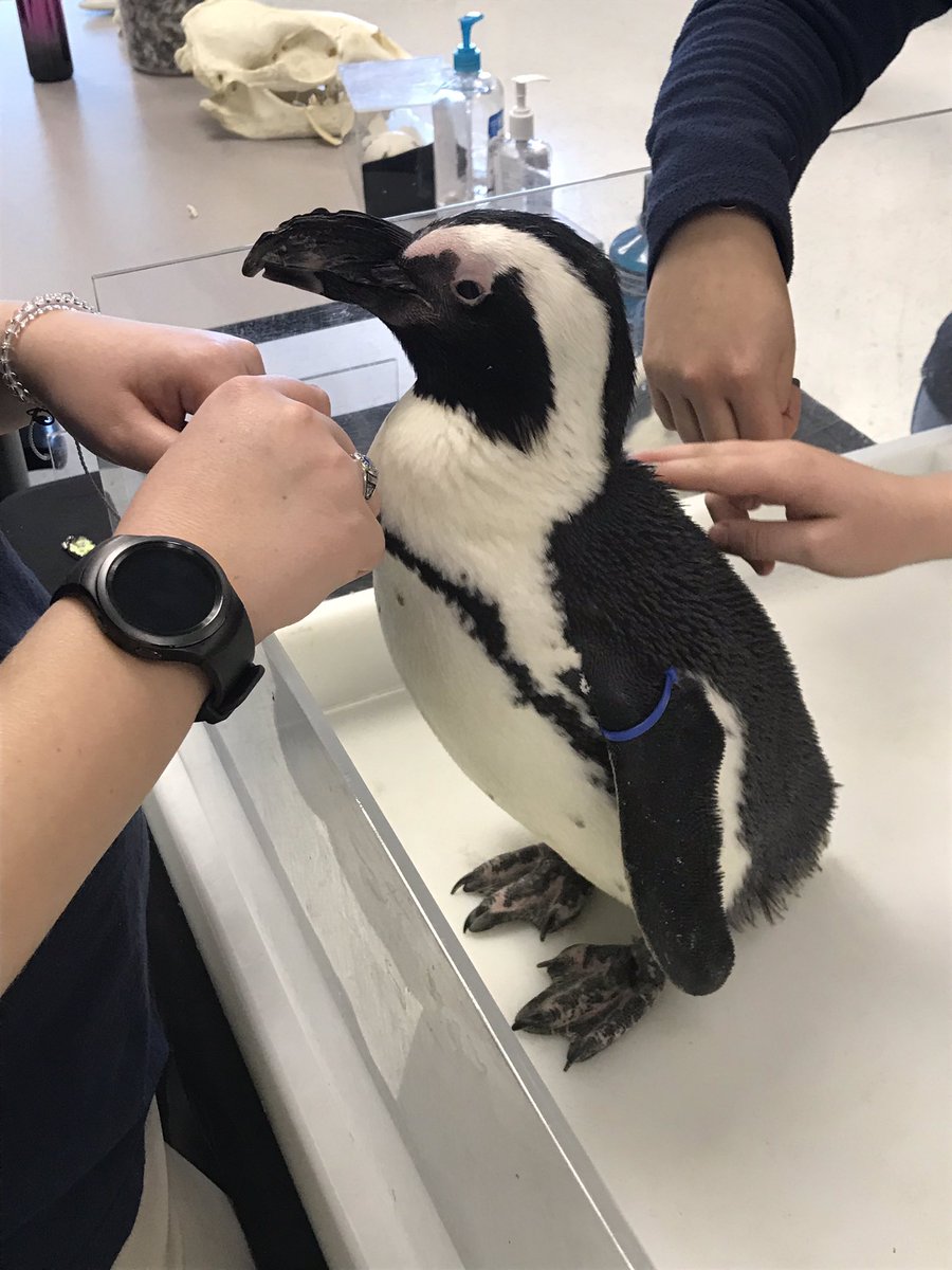 Just another day at Mulberry! #ourstory #mlballstars #penguins