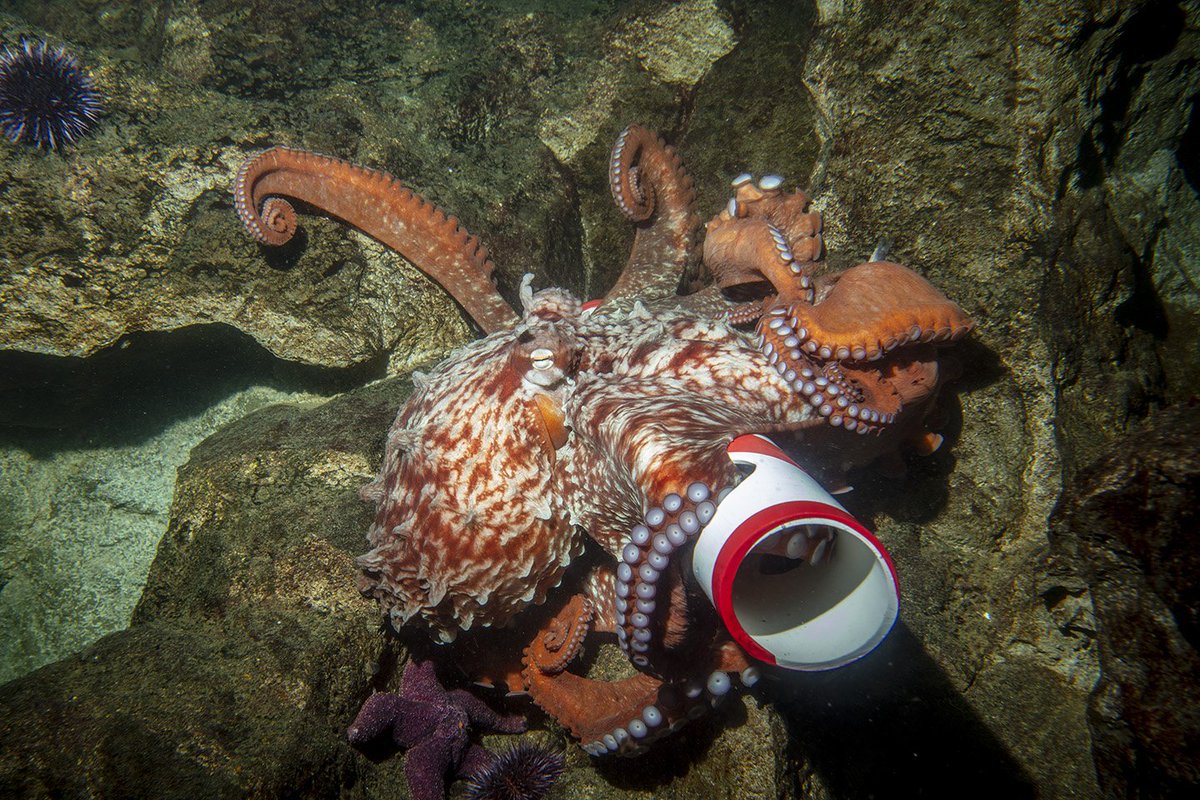 fish enrichment toys