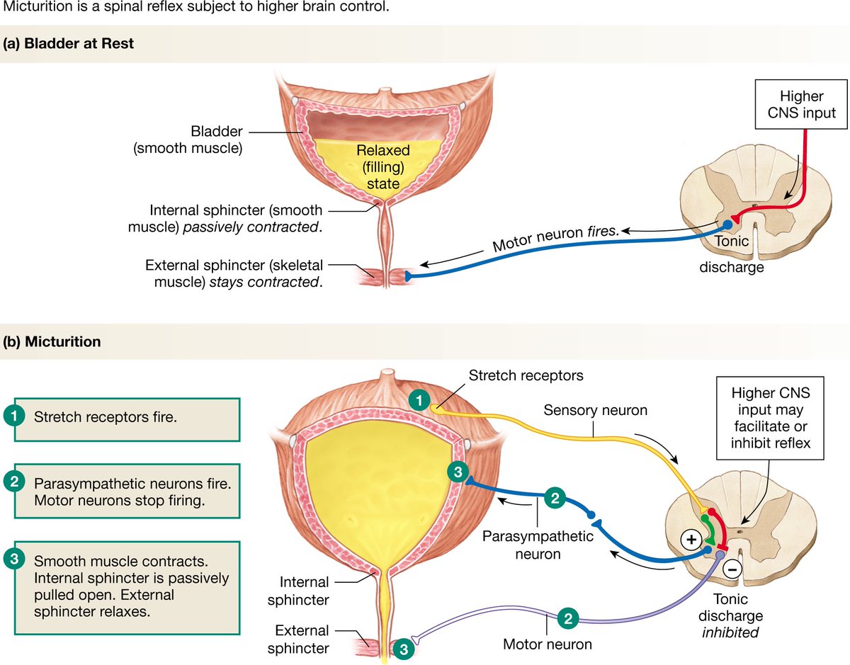 Micturition: 1. Bladder relaxes, fills & stretches 2. When full ...