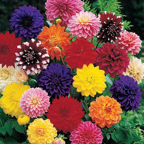 TrimlawnLand's tweet photo. How to Store Dahlia Tubers Through the Winter.

💻 - https://t.co/F2rkvElzY6 https://t.co/vtQCkWo6fG
