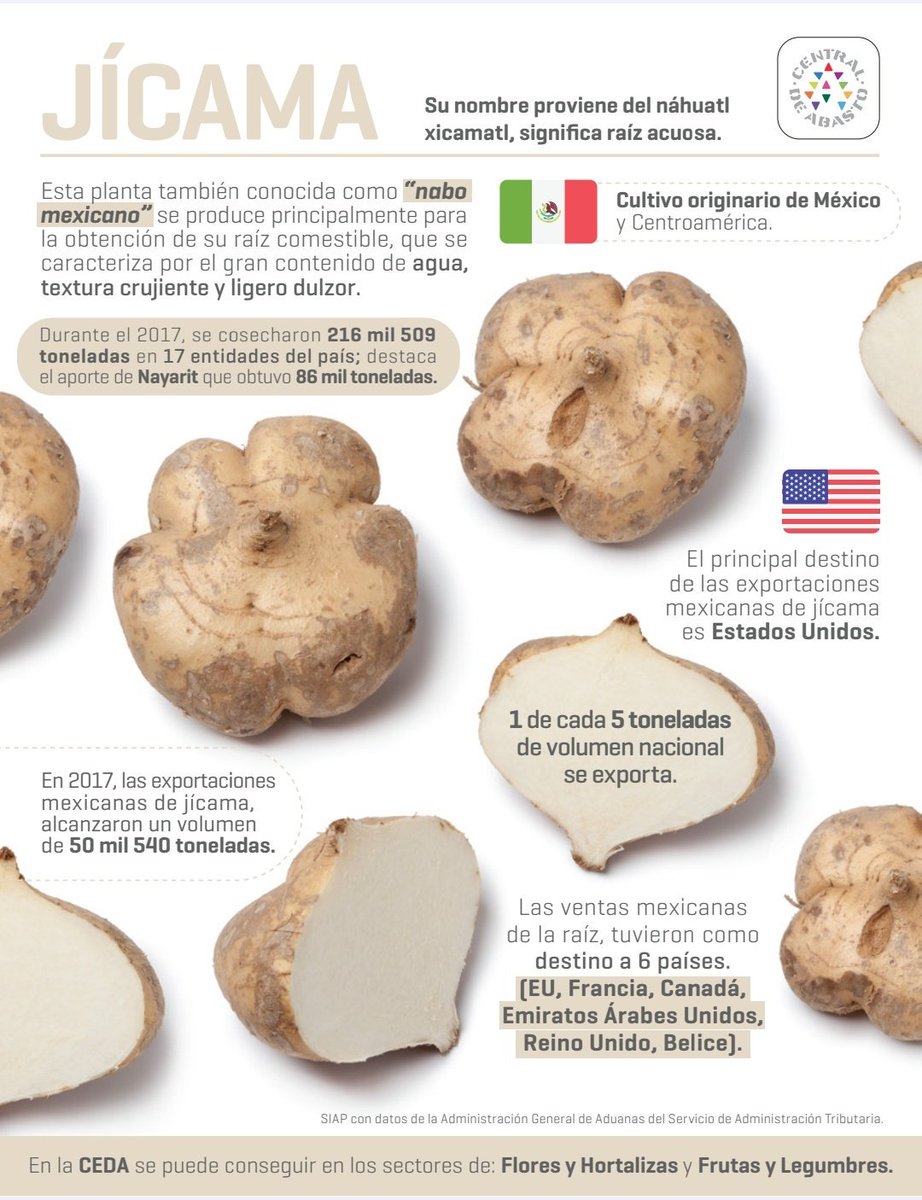 CEDAFideicomiso's tweet photo. En época decembrina, la jícama se incluye en preparaciones culinarias como la tradicional ensalada de Navidad, que contiene todas las frutas de la estación y se adereza con betabel. Las variedades más pequeñas son infaltables en las piñatas mexicanas. https://t.co/2sYvUTzClh