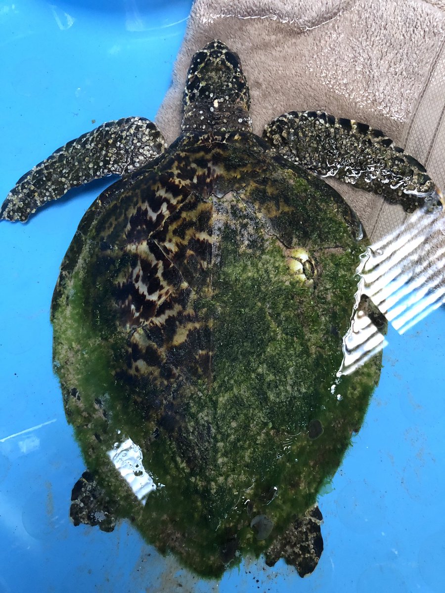 #newpatient #Hawksbill turtle #lennoxhead @seabirdrescue