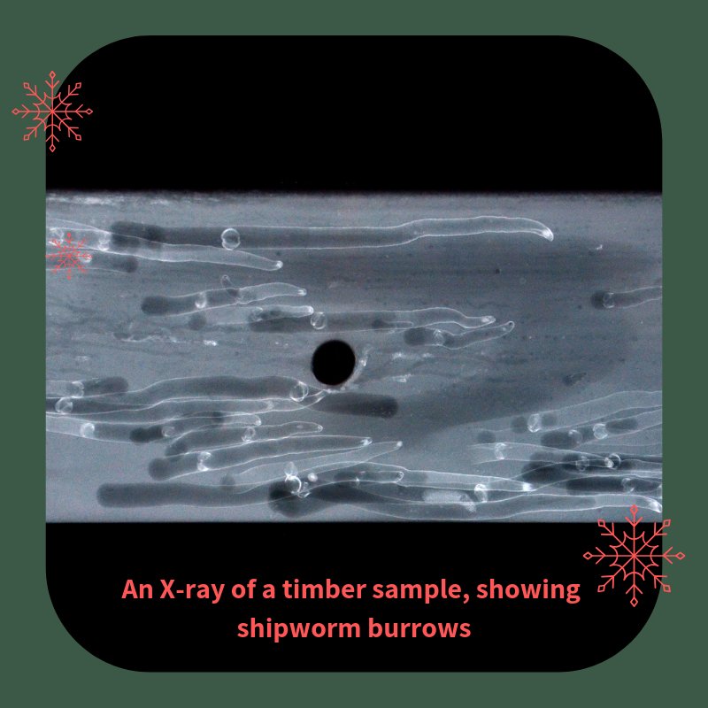 wessexarch's tweet photo. It's an X-ray of shipworm or 'gribble' burrows in a timber sample, used to assist post-graduate student, Kim, with her research. Shipworms (Teredinidae) bore into the wood and form calcareous tunnels which are best identified by X-ray https://t.co/qPEi6EI07h #ArchiveCalendar https://t.co/X4Qev9hYSb