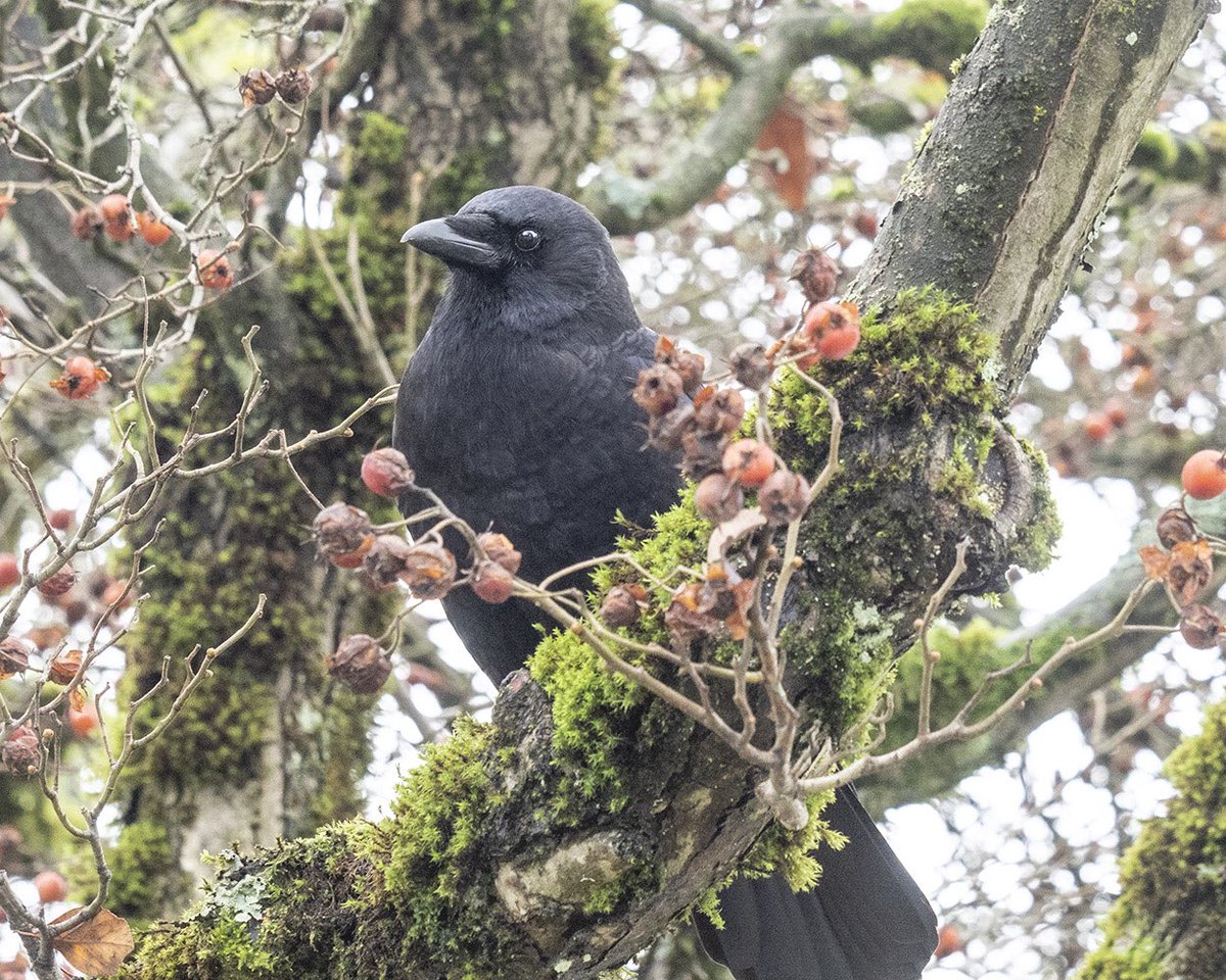 @alendrel RT @JH_Images: Crow with seasonal colour scheme. #crowtherapy #festiveseason #redandgreen #winter #berries