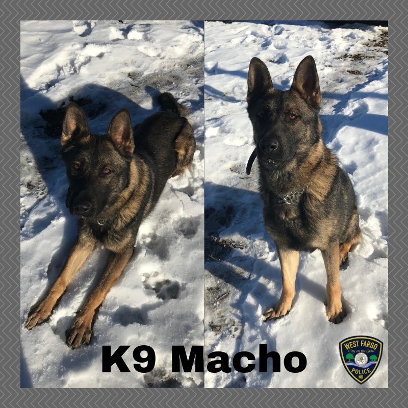 Who is ready to meet K9 Macho!? All you have to do is Like and retweet this tweet! The winner will be announced on 12/21/18, at 4pm! (Head over to Facebook and Instagram for additional entries) #WestFargosFinest #K9Macho🐾