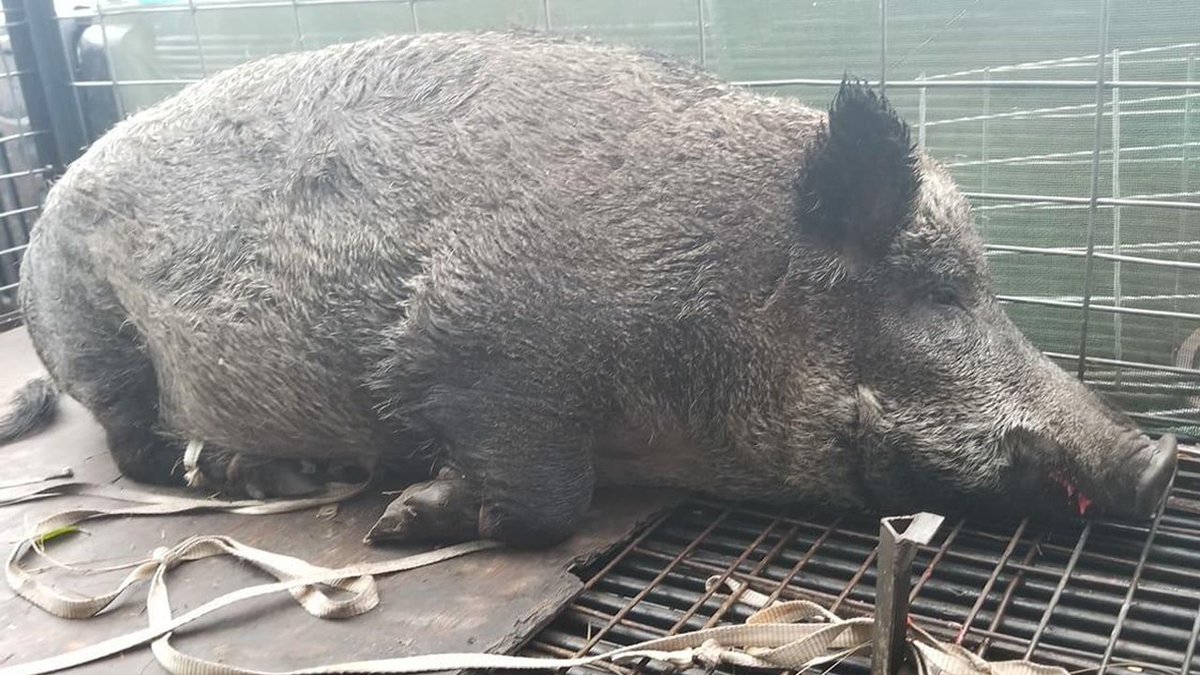 Hulking hog captured near school bus stop in Florida bit.ly/2SUh36z https://t.co/DVROIQJaY7