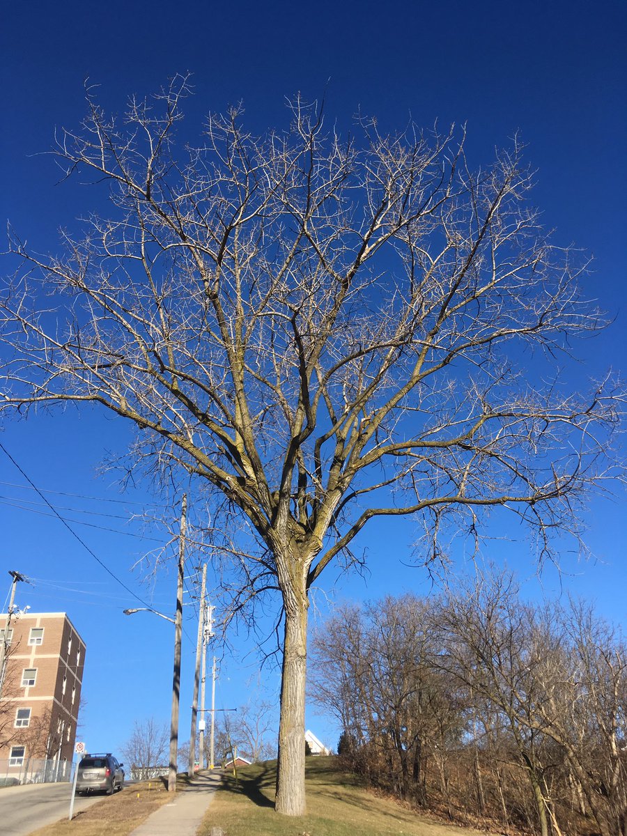 neil_dunning's tweet photo. This beautiful eastern cottonwood is growing just across from @BrantHealthUnit. Like many other local trees it has a story. No one plants cottonwoods as street trees. How did it come to be there? Day 352 of #365Trees #BrantBrantfordTrees @TheStreetTree https://t.co/WBwaBHgxUa