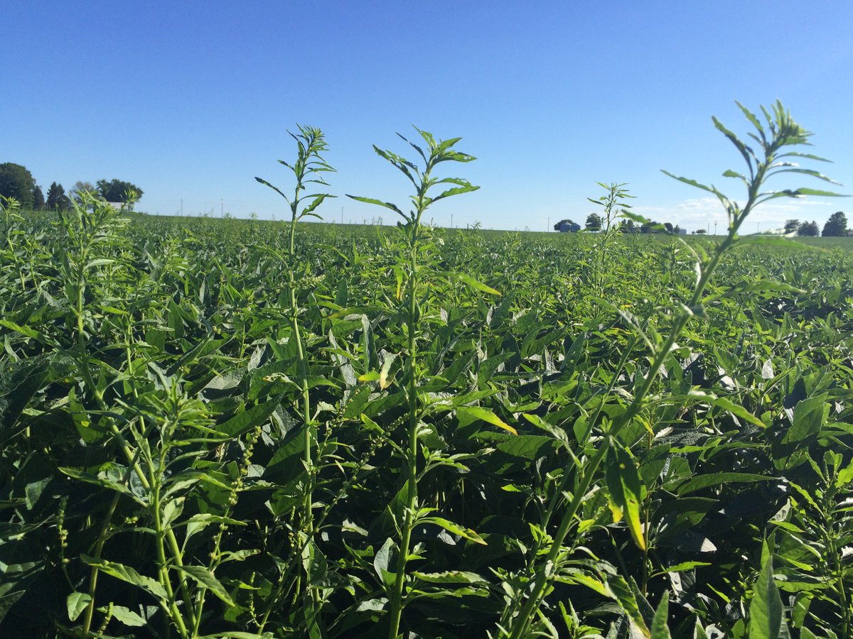 <a href="/ShowMeWeeds/">Mizzou Weed Science</a> is going over history of weed resistance and the need to think beyond herbicides to control weeds. "We have been conditioned in agriculture to think weed control comes out of a jug. And we just keep losing products because of it."--Kevin Bradley