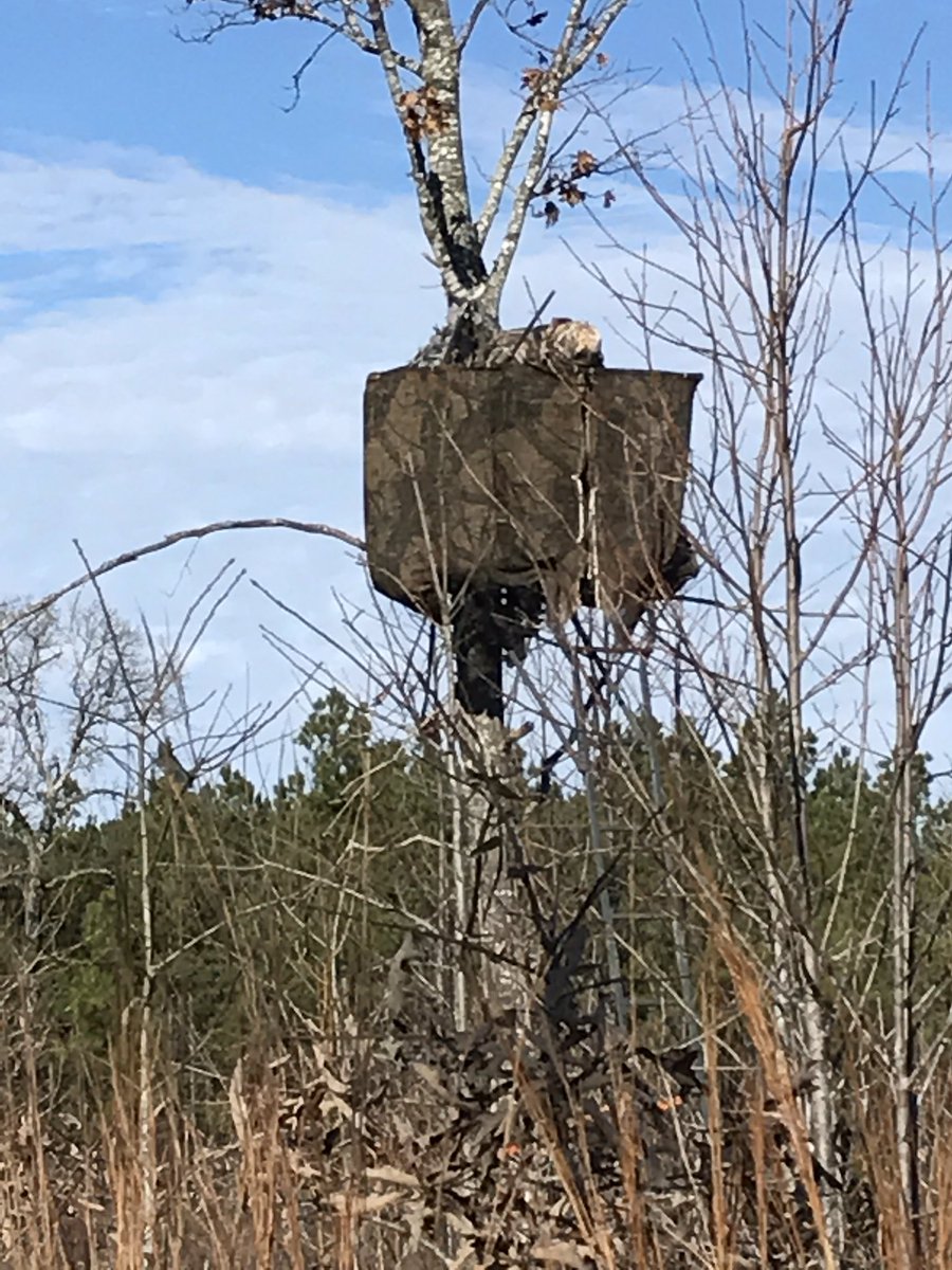 RobbieAngles's tweet image. Wondered why Noah wouldn't answer his phone this morning....he was asleep‼️ He had 4 doe's behind him when I walked up on him.